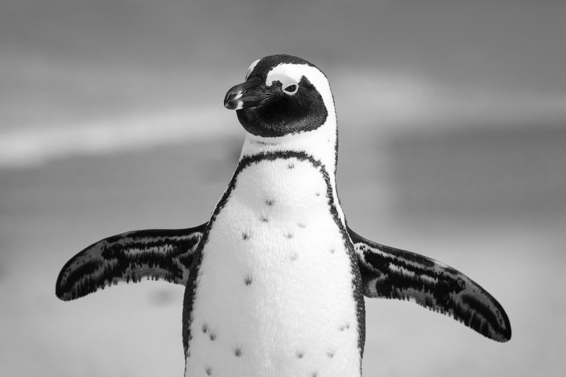 Photo by [Jean van der Meulen](https://www.pexels.com/photo/grayscale-photography-of-penguin-2078475/)
